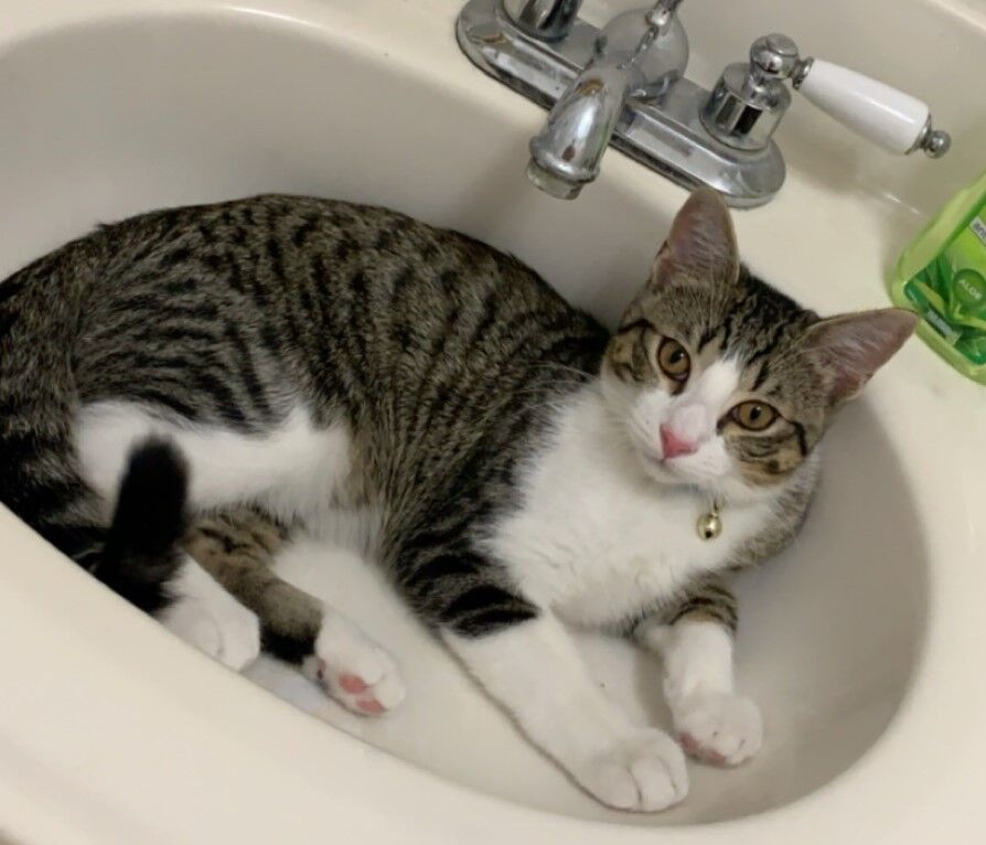 Pet of the Week: Beau